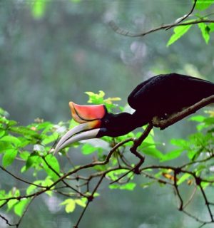Hornbill